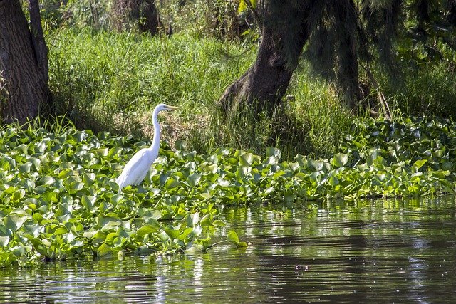 Fauna de Xochimilco fauna-en-xochimilco