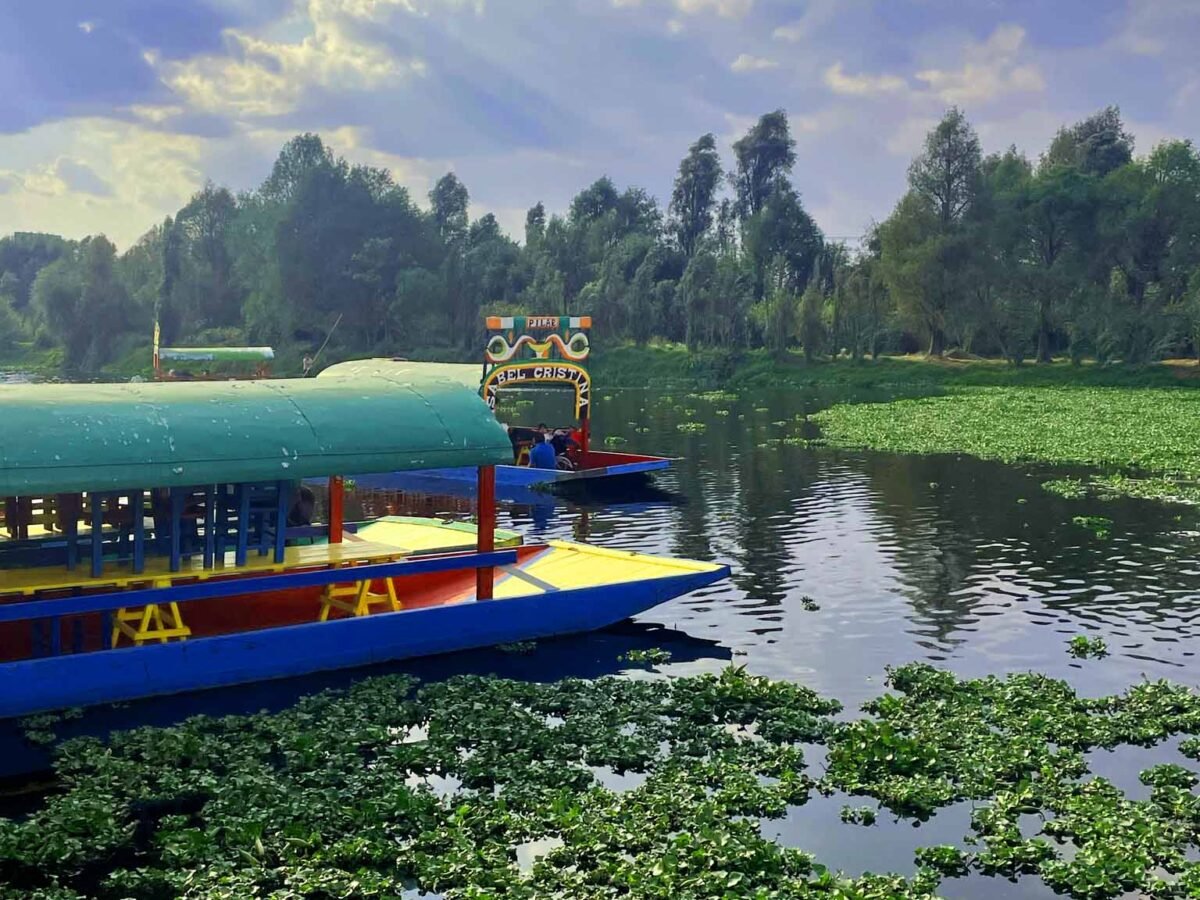 Parque ecológico de Xochimilco lago-ecologico-de-xochimilco-cdmx