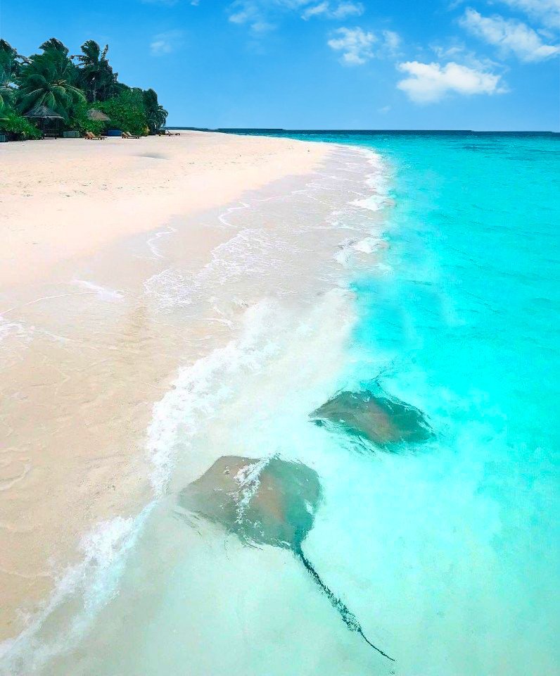 Mantarrayas-en-la-Isla-Contoy-Quintana-Roo