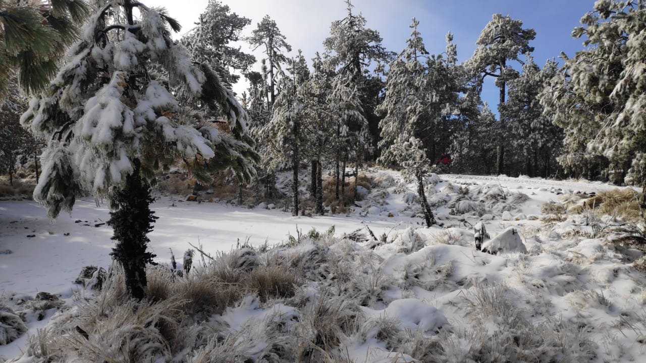 Parque Nacional del Cofre de Perote