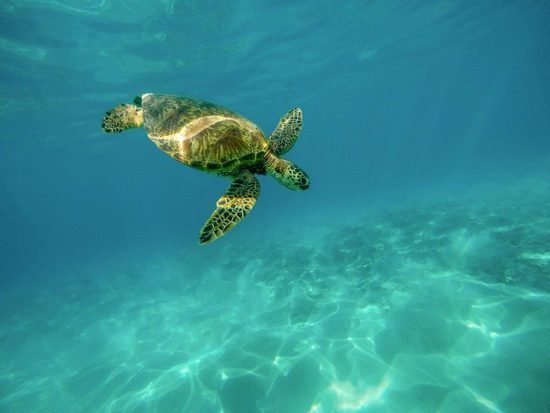 tortugas-marinas-en-la-Isla-Contoy-Quintana-Roo